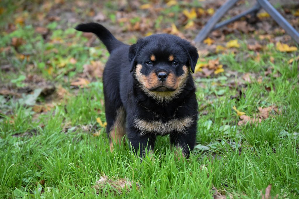 Infinity Love Pei - Chiot disponible  - Rottweiler