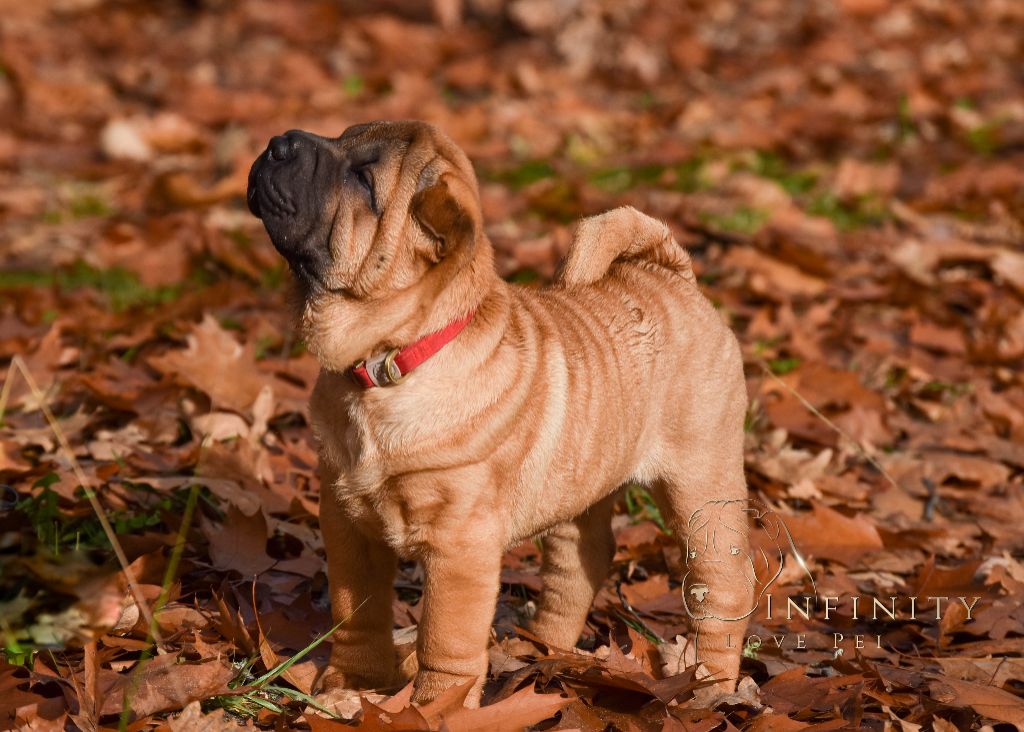 chiot Shar Pei Infinity Love Pei