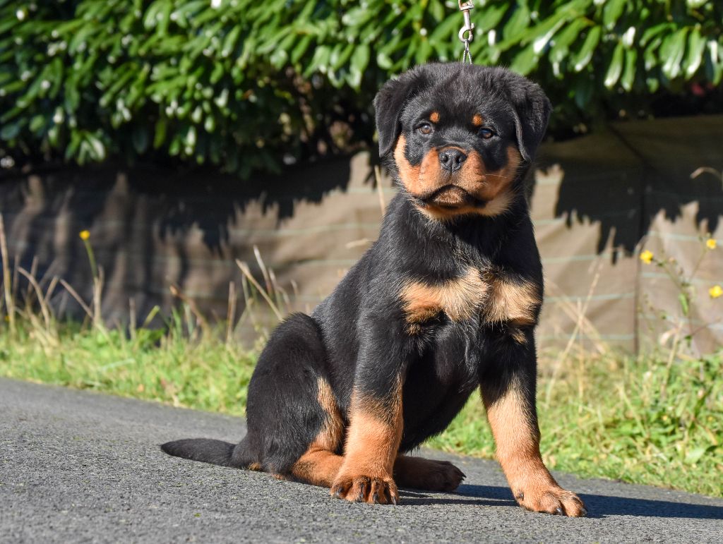 Infinity Love Pei - Chiot disponible  - Rottweiler