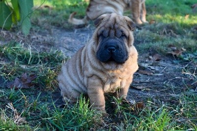 Infinity Love Pei - Shar Pei - Portée née le 21/09/2021