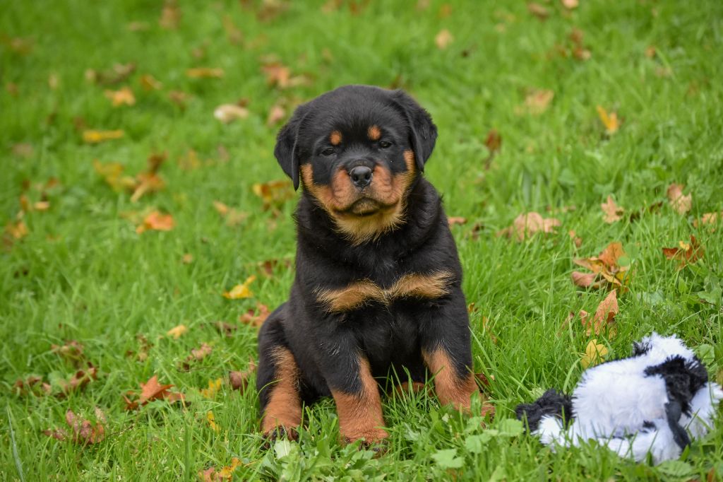 Infinity Love Pei - Chiot disponible  - Rottweiler