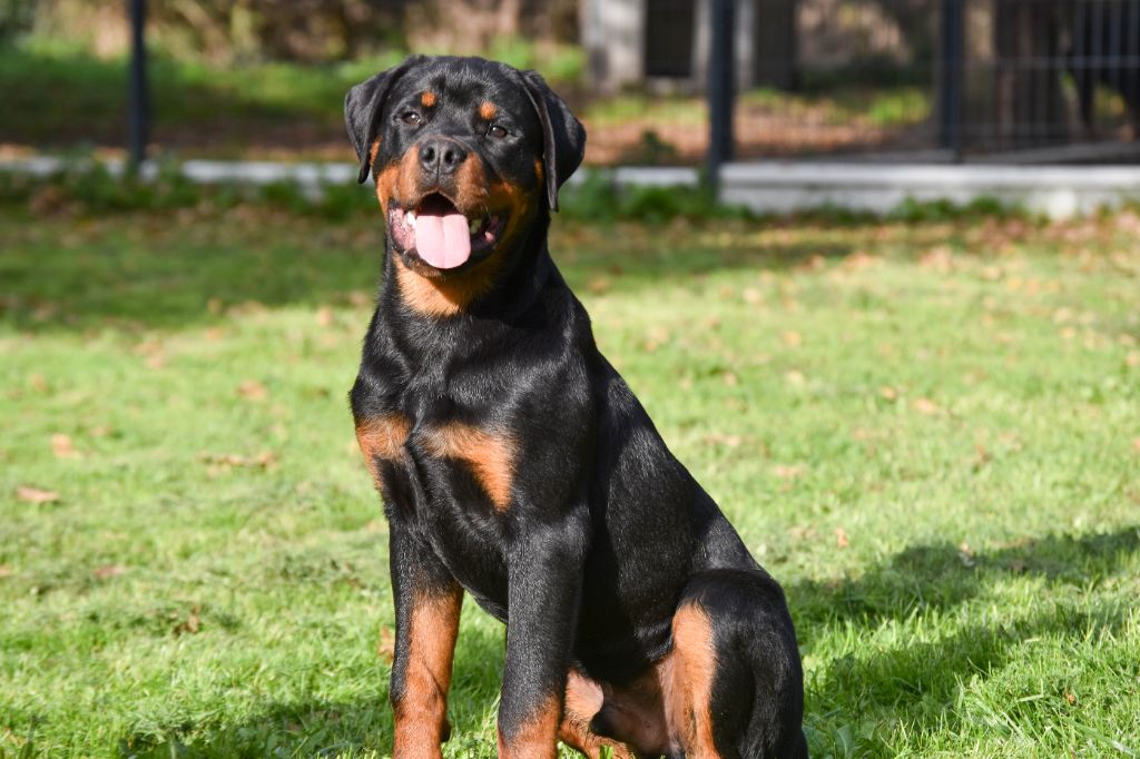 Infinity Love Pei - Chiot disponible  - Rottweiler