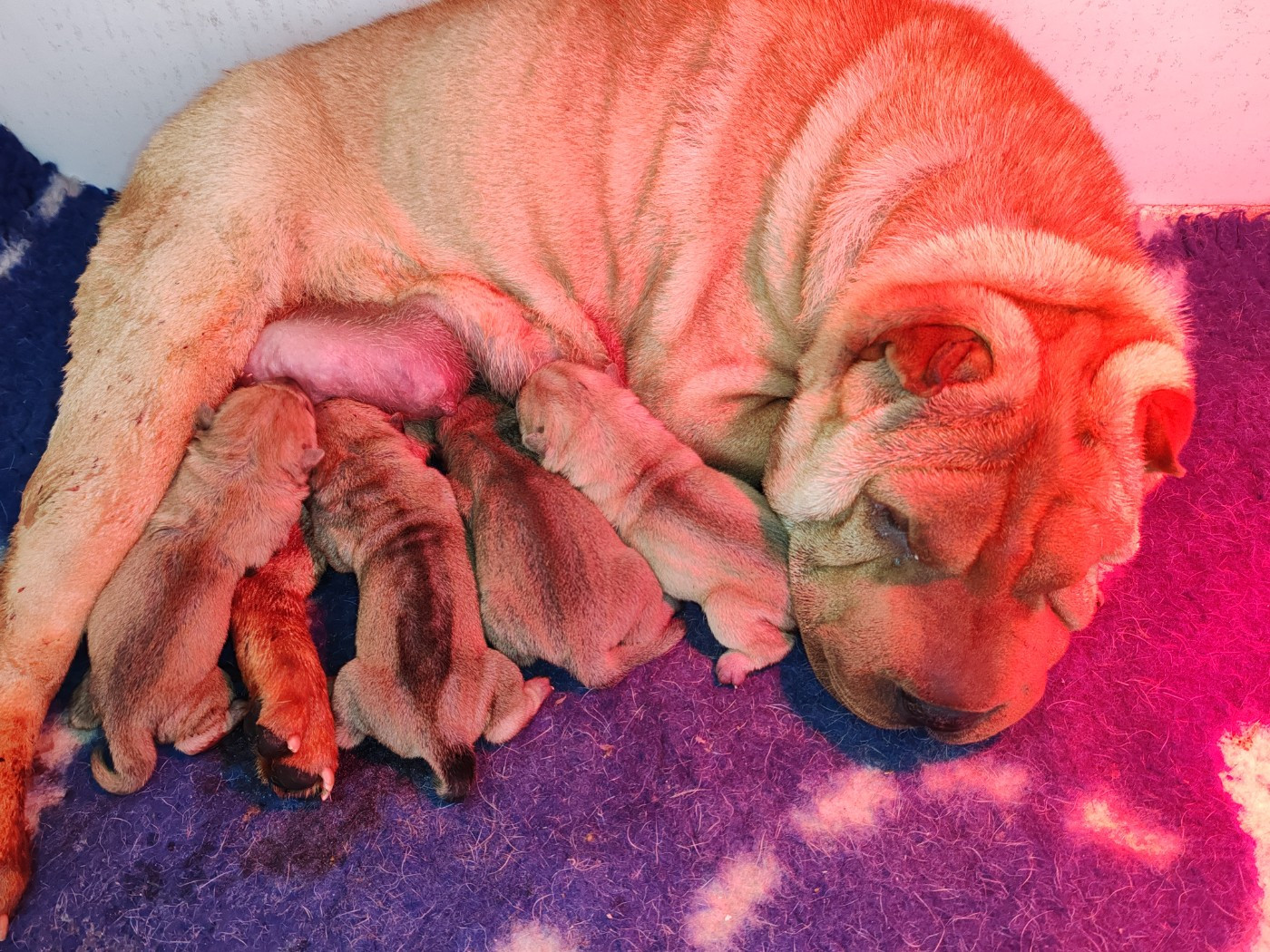 Chiot Shar Pei Infinity Love Pei