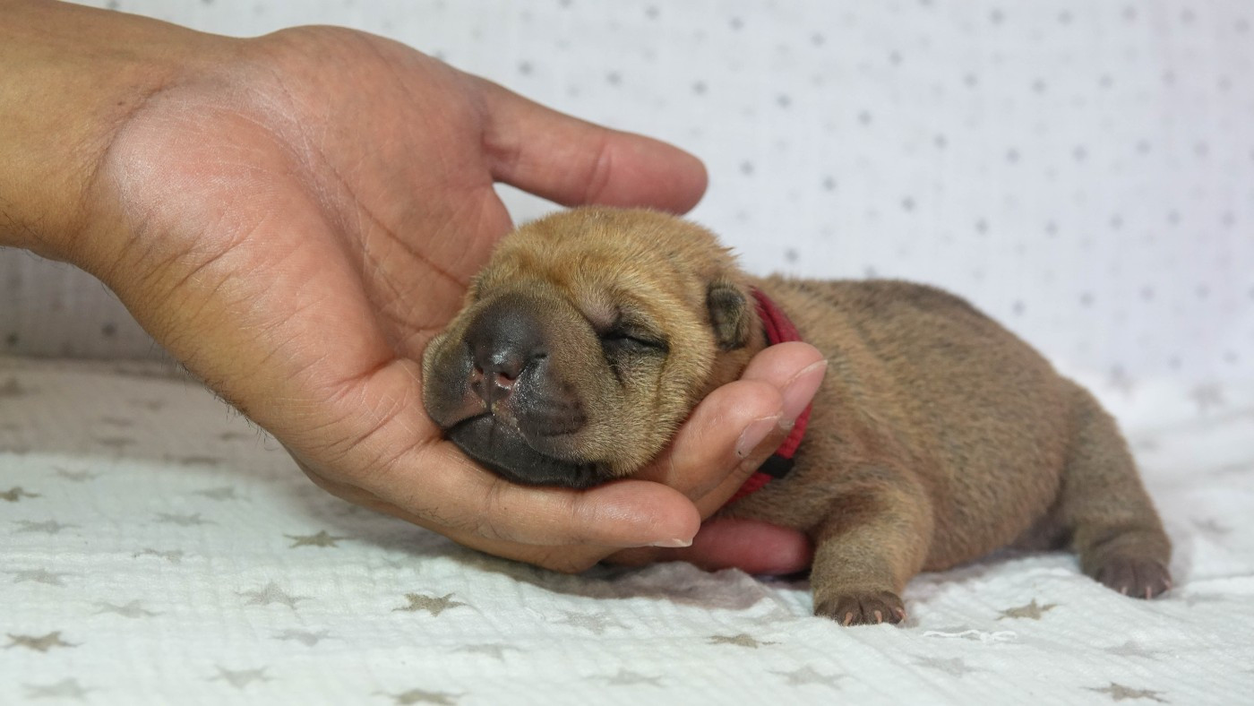 Infinity Love Pei - Chiots disponibles - Shar Pei