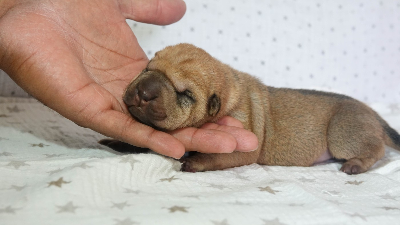 Infinity Love Pei - Chiots disponibles - Shar Pei