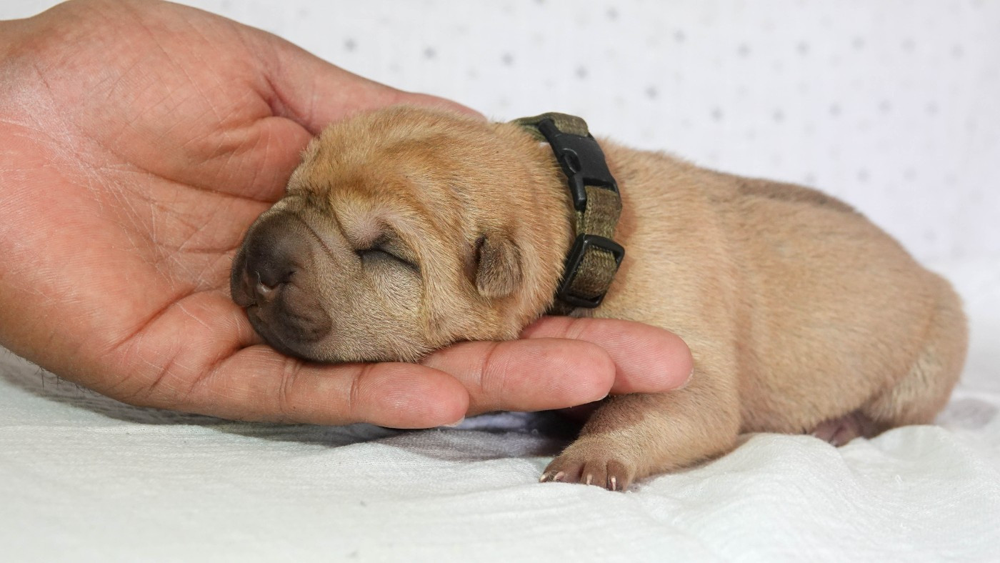 Infinity Love Pei - Chiots disponibles - Shar Pei
