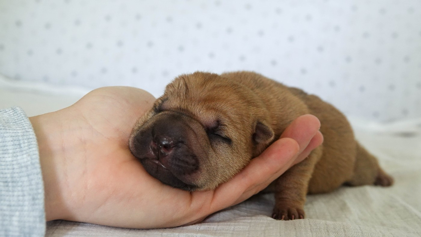 Infinity Love Pei - Chiots disponibles - Shar Pei