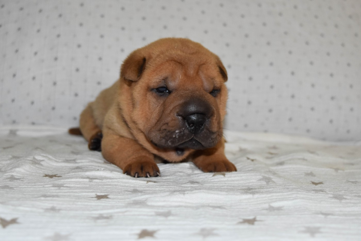 Infinity Love Pei - Chiots disponibles - Shar Pei