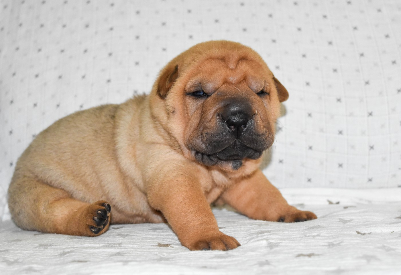 Infinity Love Pei - Chiots disponibles - Shar Pei