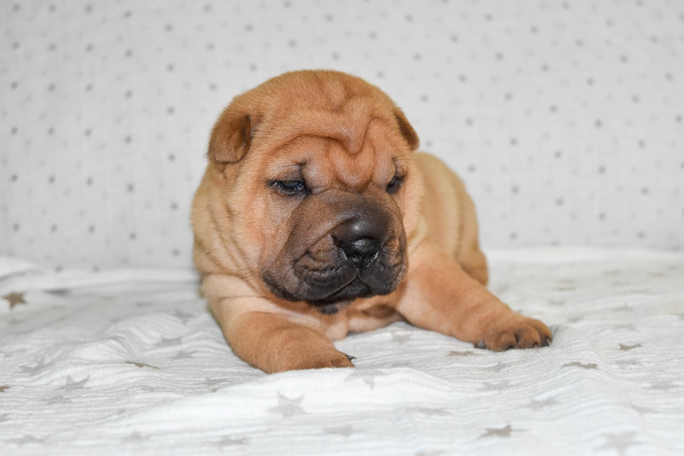Infinity Love Pei - Chiots disponibles - Shar Pei