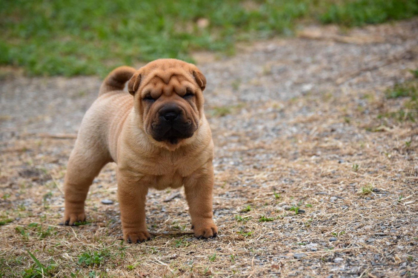 Infinity Love Pei - Chiots disponibles - Shar Pei