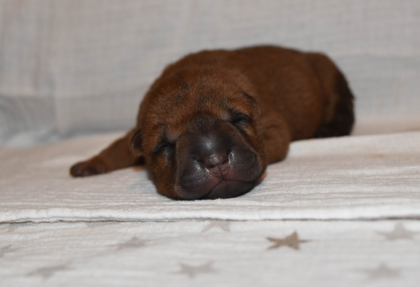 Infinity Love Pei - Chiots disponibles - Shar Pei