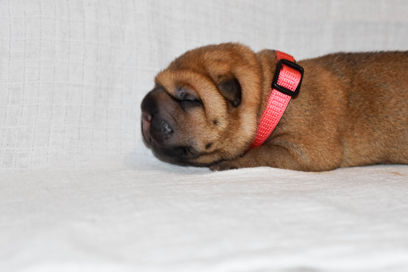 Infinity Love Pei - Chiots disponibles - Shar Pei