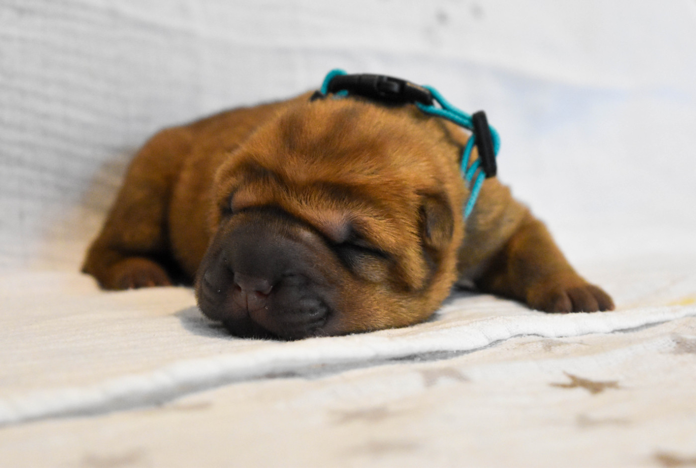 Infinity Love Pei - Chiots disponibles - Shar Pei