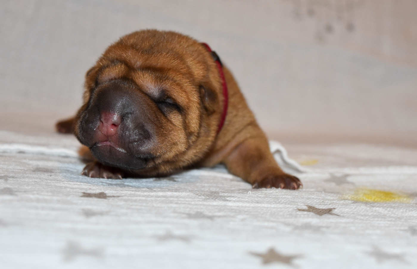 Infinity Love Pei - Chiots disponibles - Shar Pei