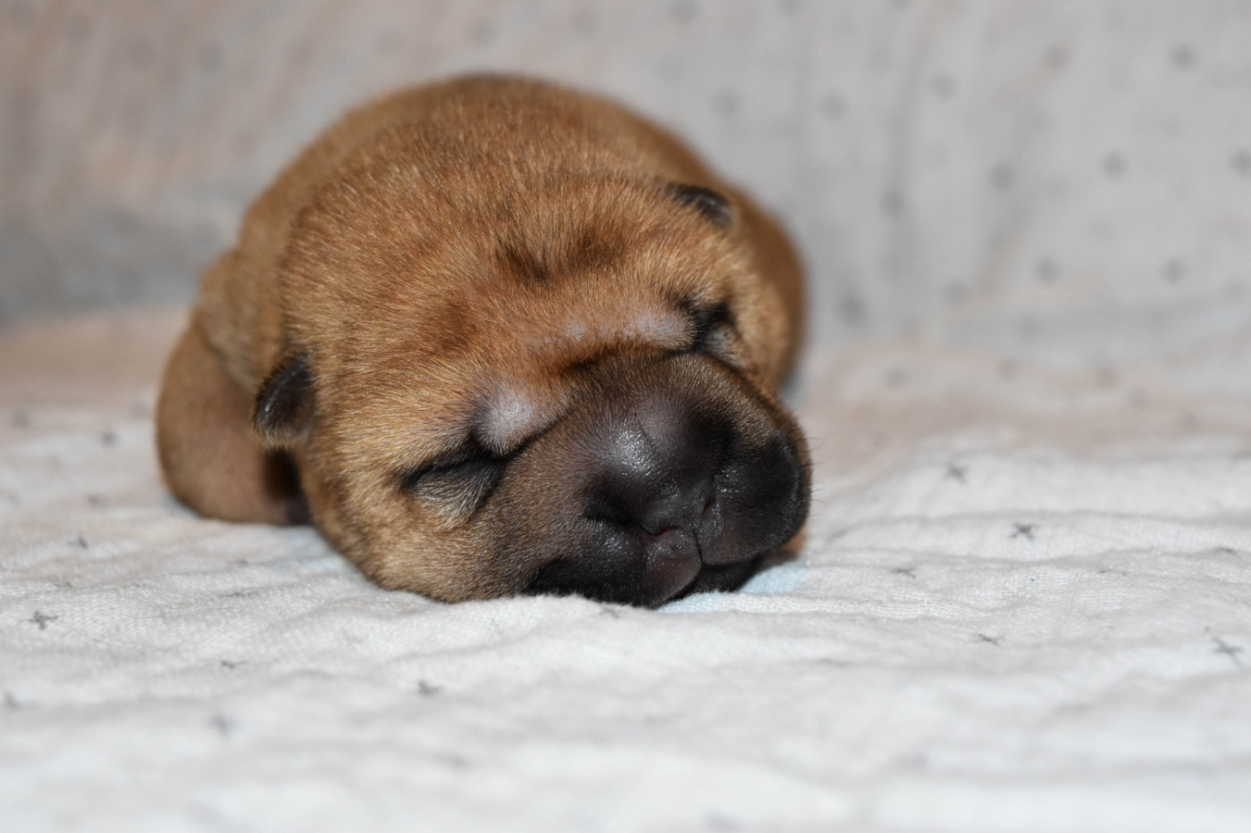 Infinity Love Pei - Chiots disponibles - Shar Pei