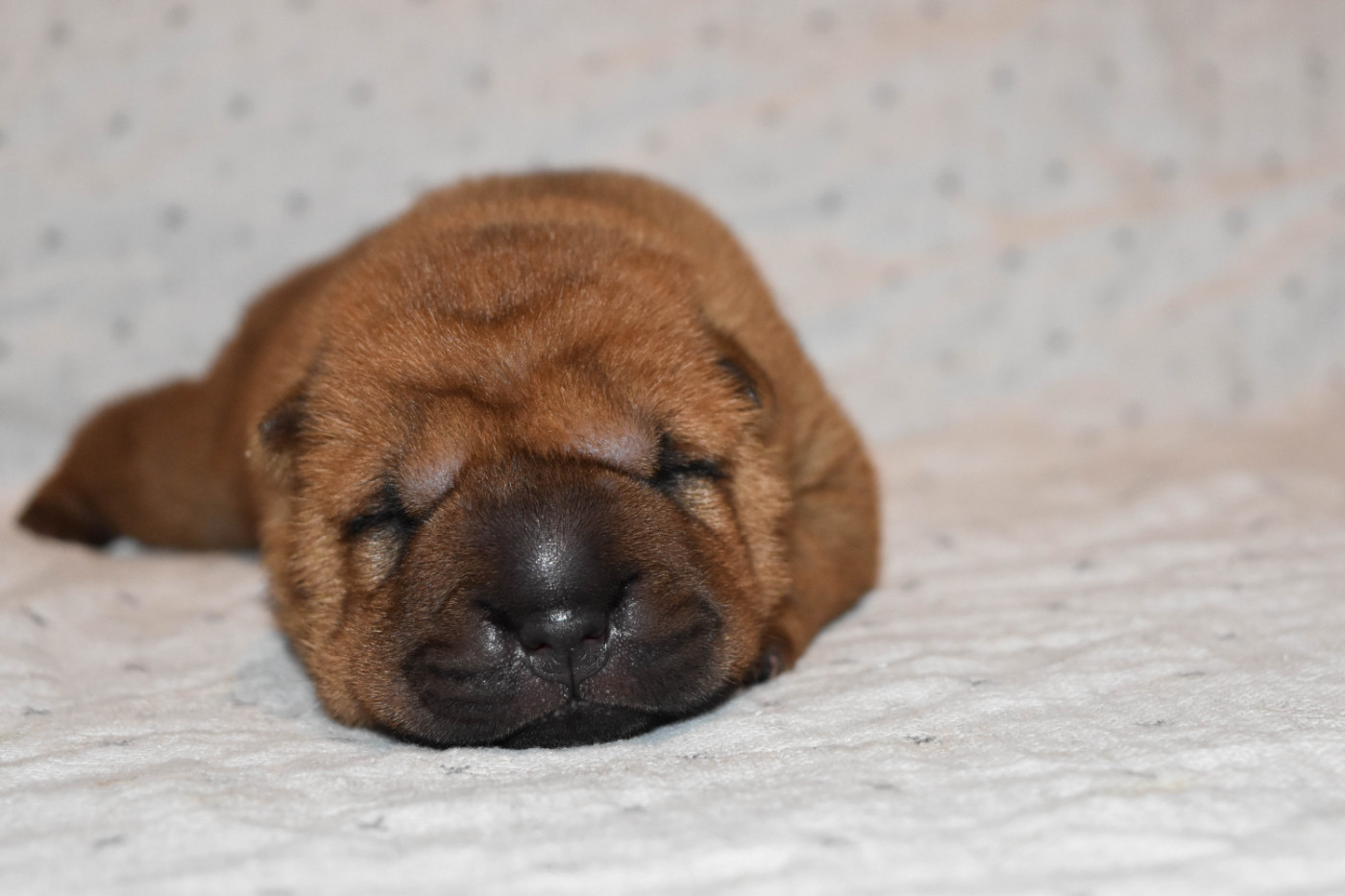 Infinity Love Pei - Chiots disponibles - Shar Pei