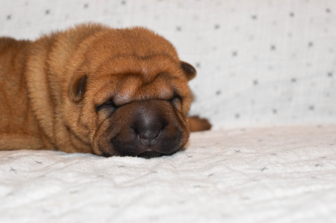 Infinity Love Pei - Chiots disponibles - Shar Pei