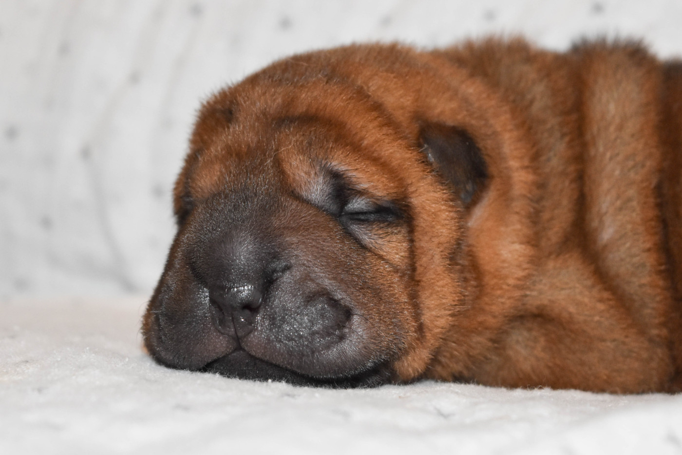 Infinity Love Pei - Chiots disponibles - Shar Pei