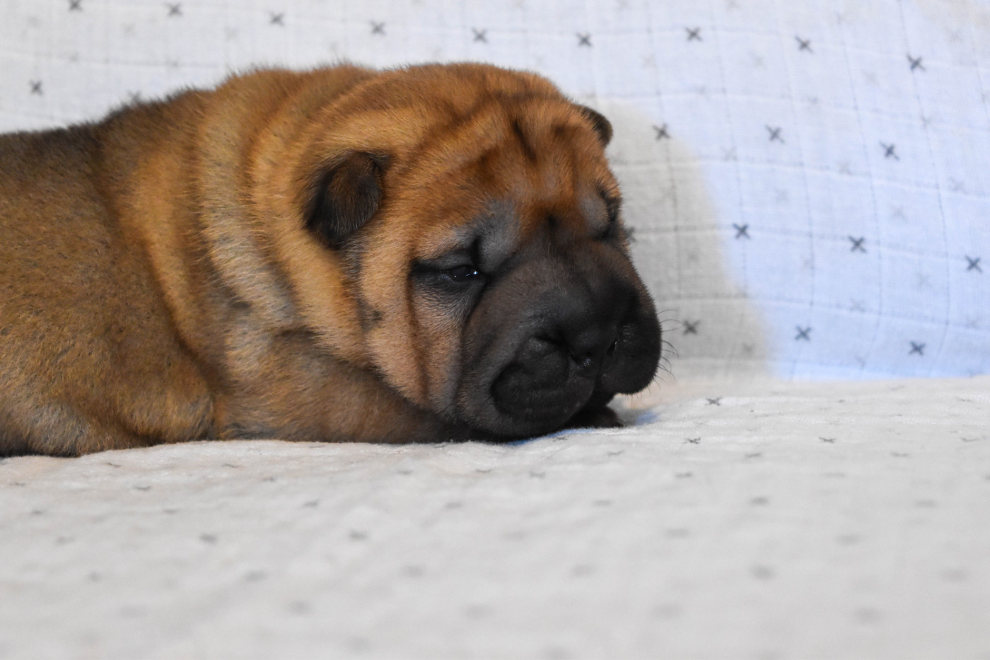 Infinity Love Pei - Chiots disponibles - Shar Pei