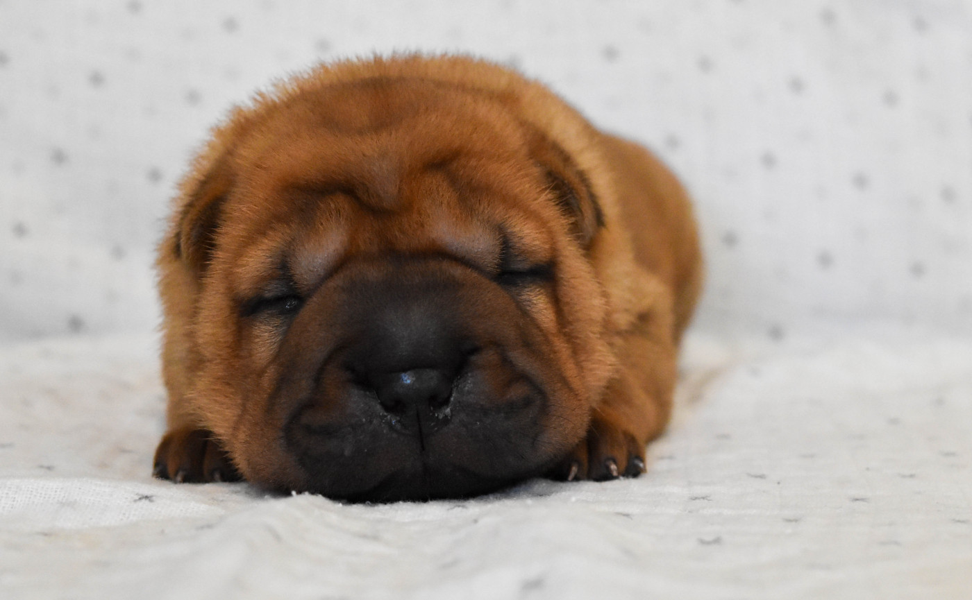 Infinity Love Pei - Chiots disponibles - Shar Pei