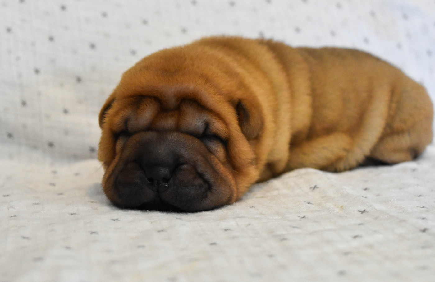 Infinity Love Pei - Chiots disponibles - Shar Pei