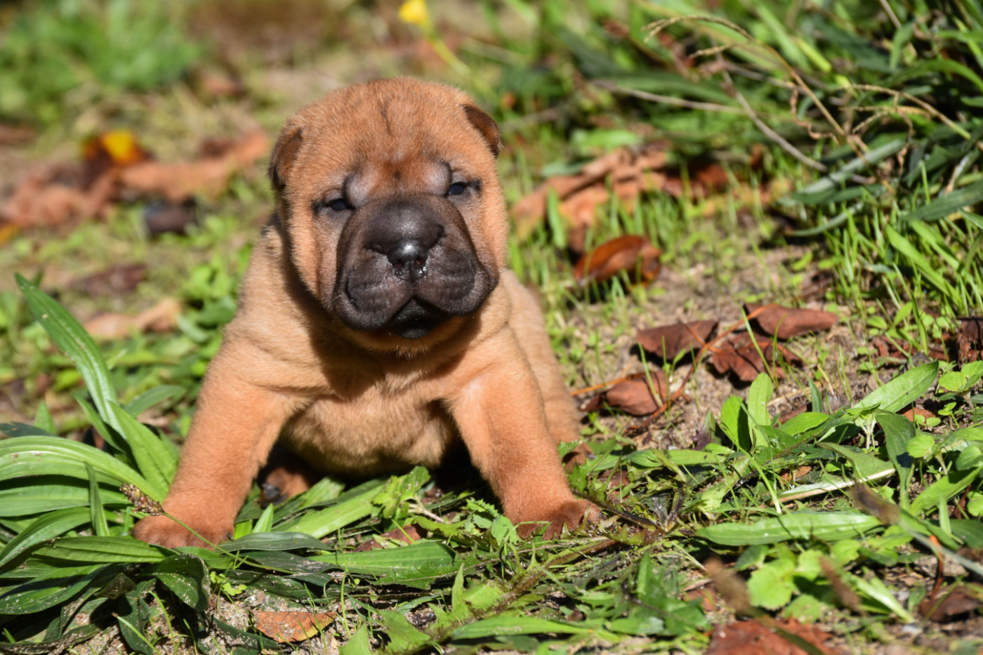 Infinity Love Pei - Chiots disponibles - Shar Pei