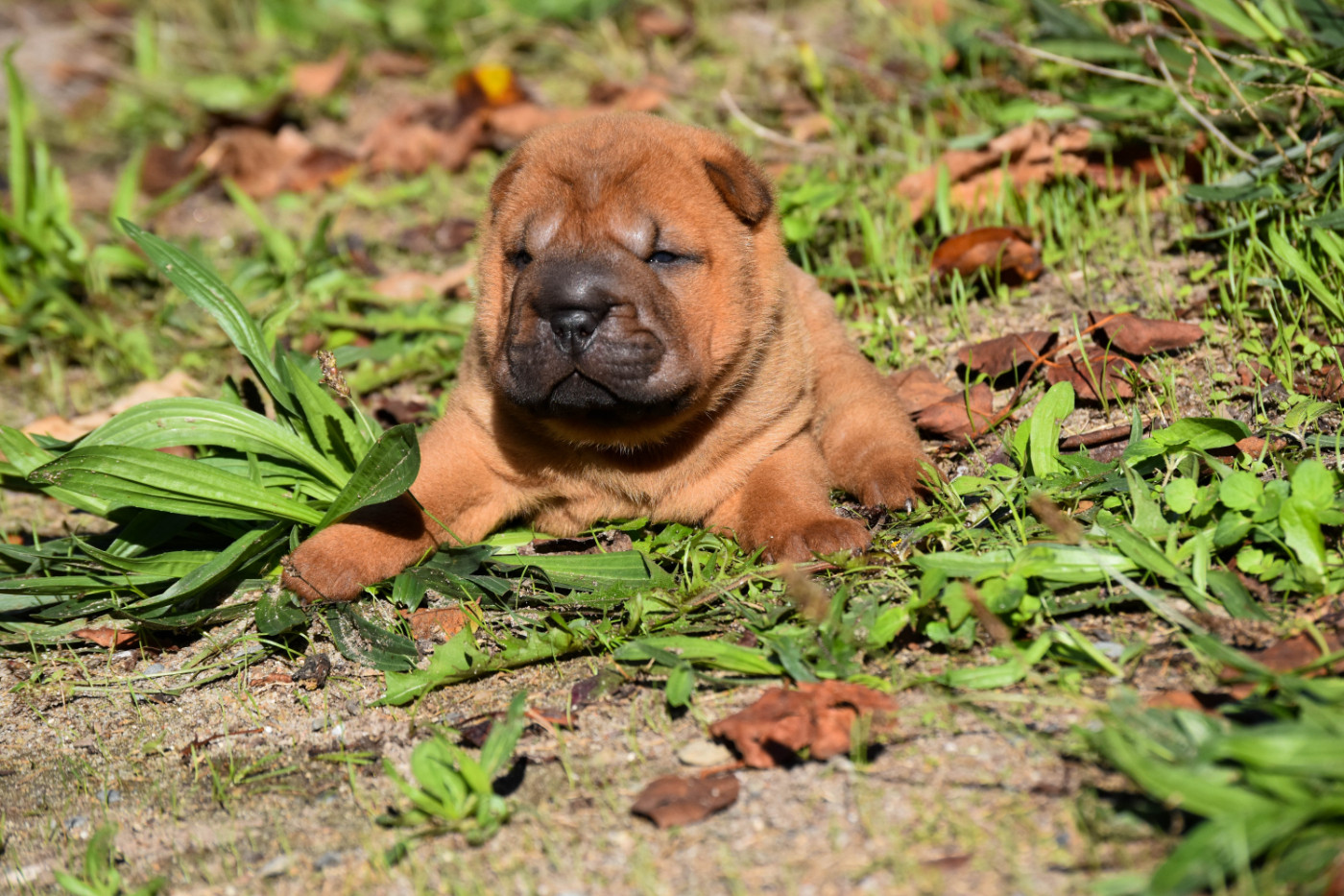 Infinity Love Pei - Chiots disponibles - Shar Pei