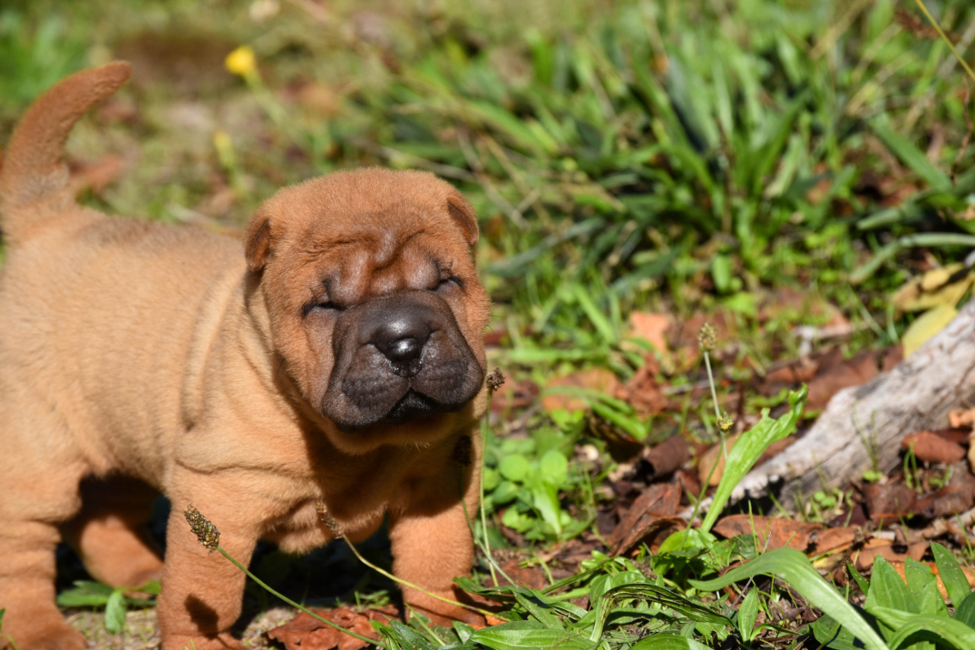 Infinity Love Pei - Chiots disponibles - Shar Pei
