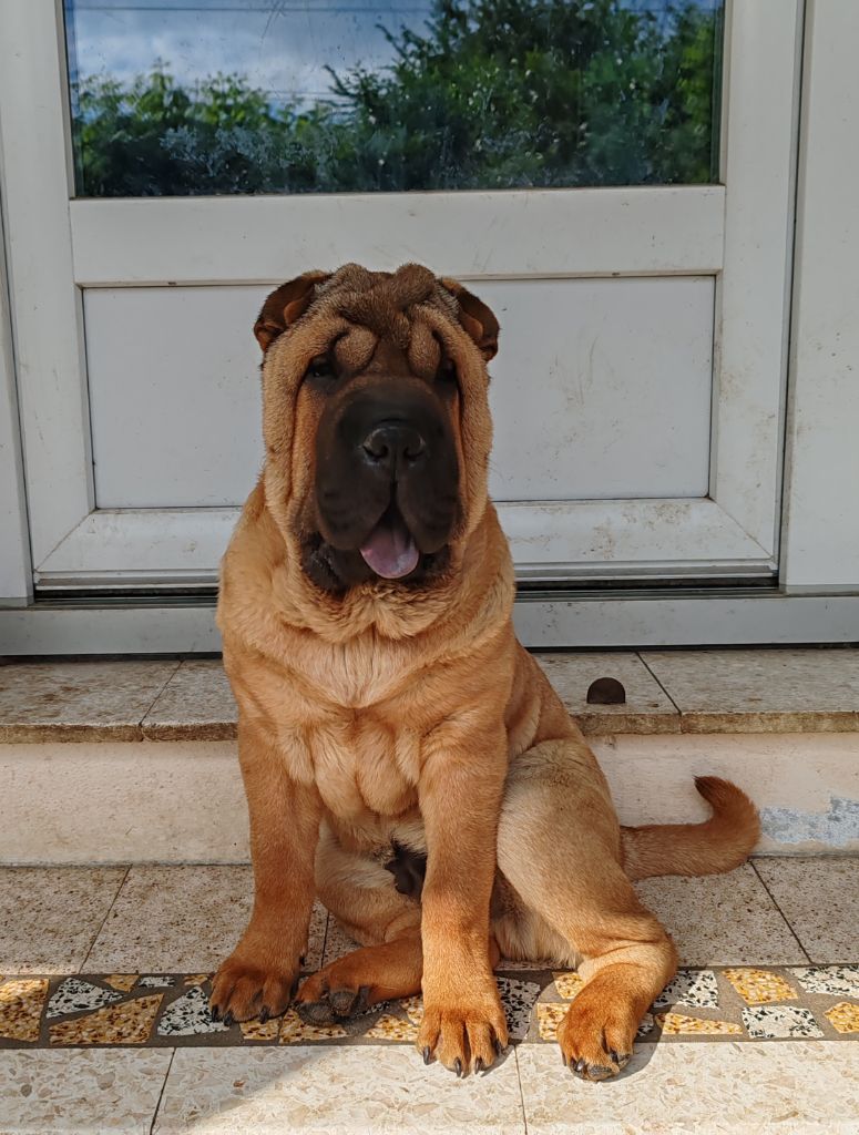 Infinity Love Pei - Chiots disponibles - Shar Pei