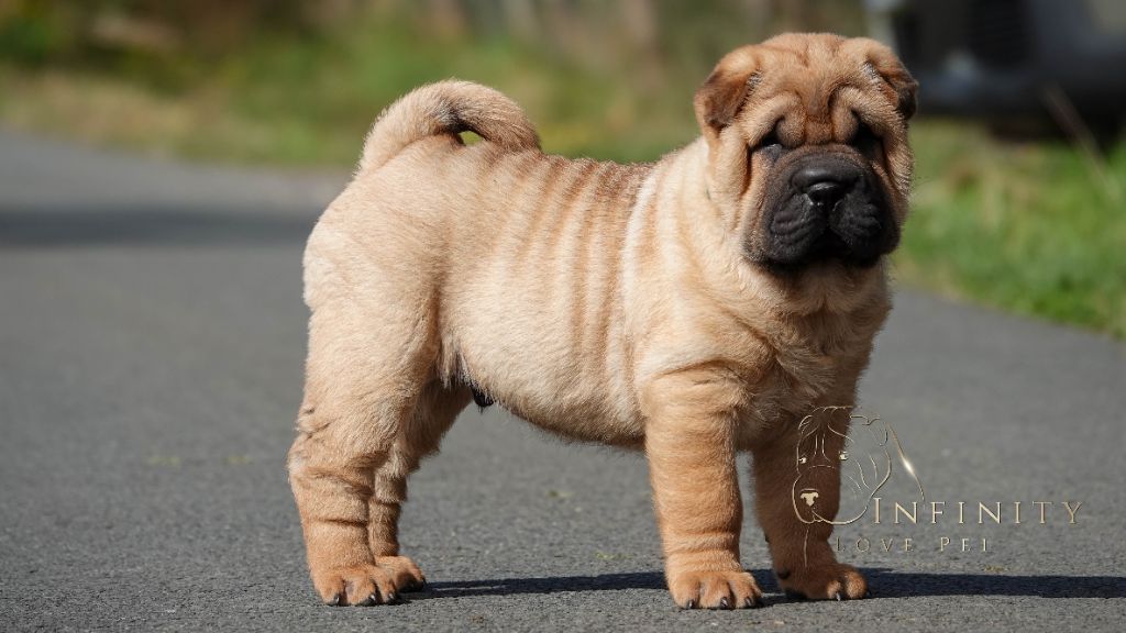 Infinity Love Pei - Chiots disponibles - Shar Pei