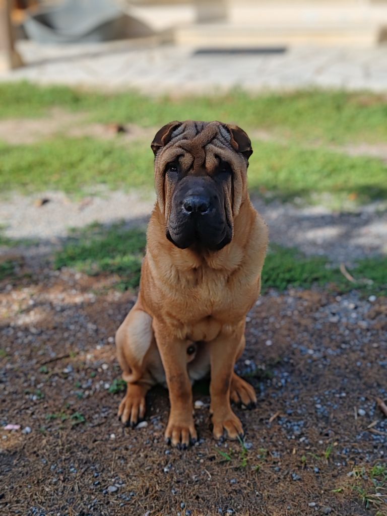 Infinity Love Pei - Chiots disponibles - Shar Pei