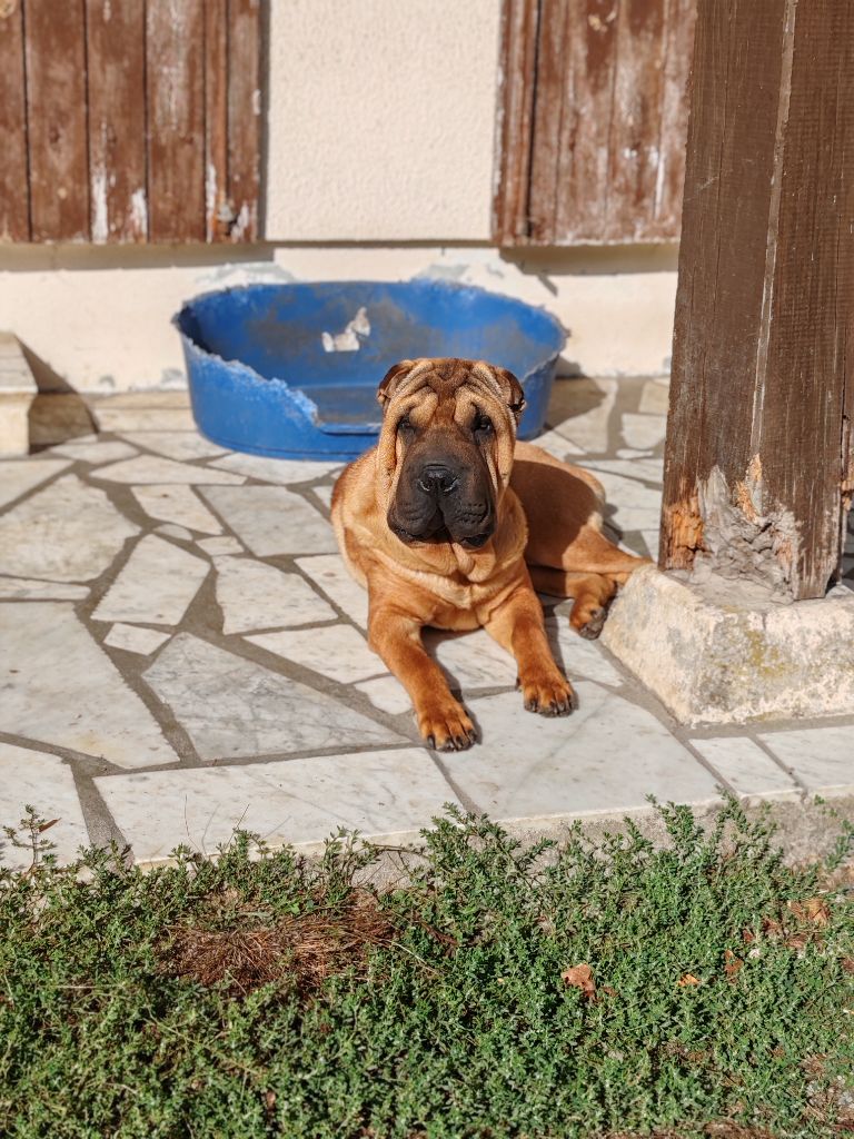 Infinity Love Pei - Chiots disponibles - Shar Pei