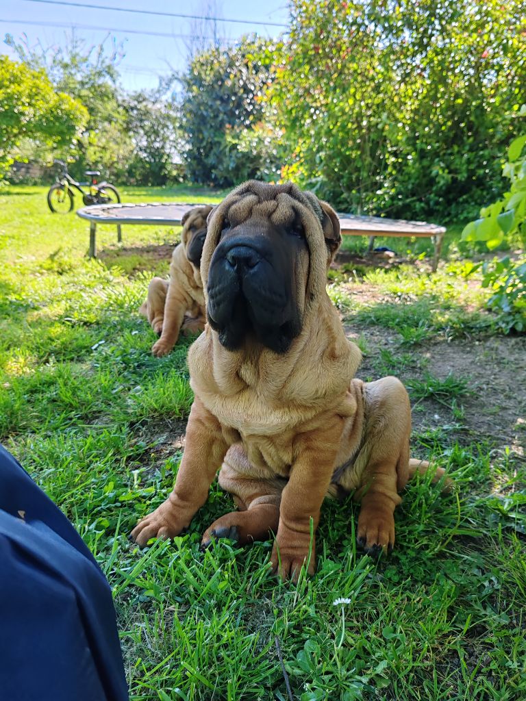 Infinity Love Pei - Chiots disponibles - Shar Pei