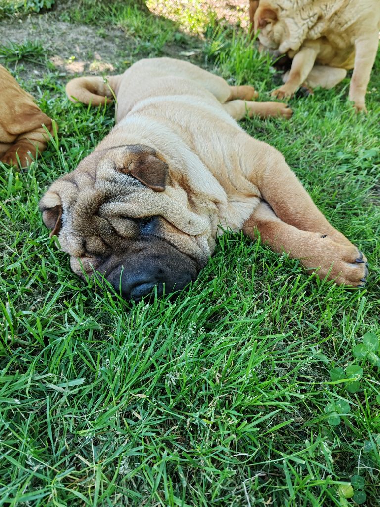 Infinity Love Pei - Chiots disponibles - Shar Pei