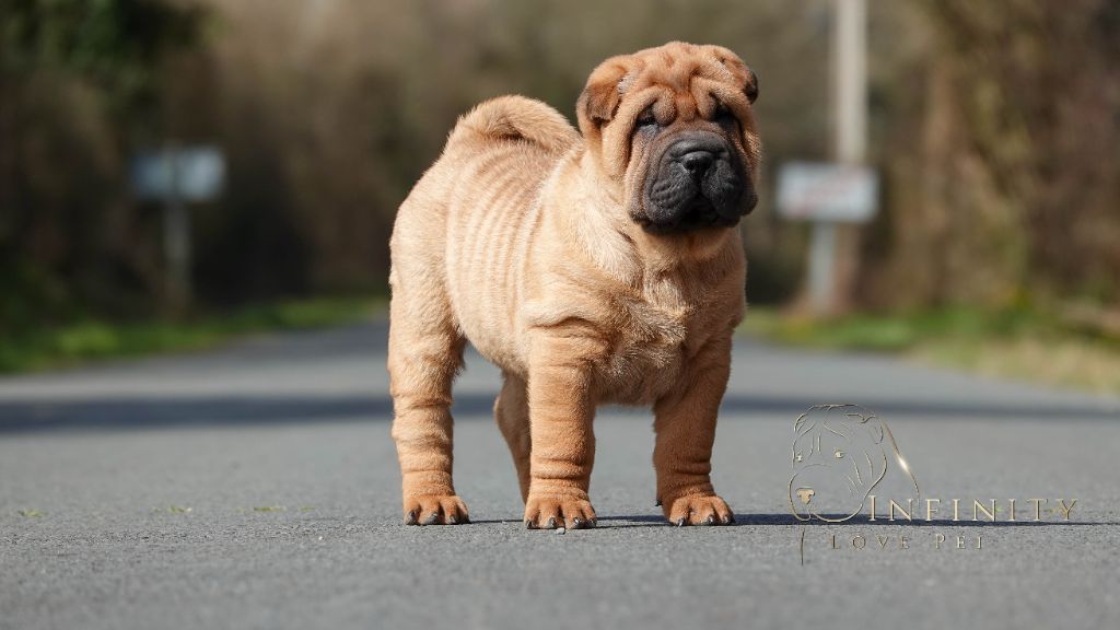 Infinity Love Pei - Chiots disponibles - Shar Pei