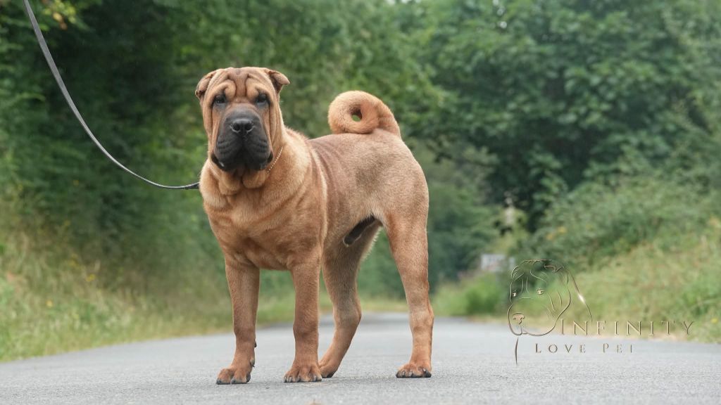 Infinity Love Pei - Chiots disponibles - Shar Pei