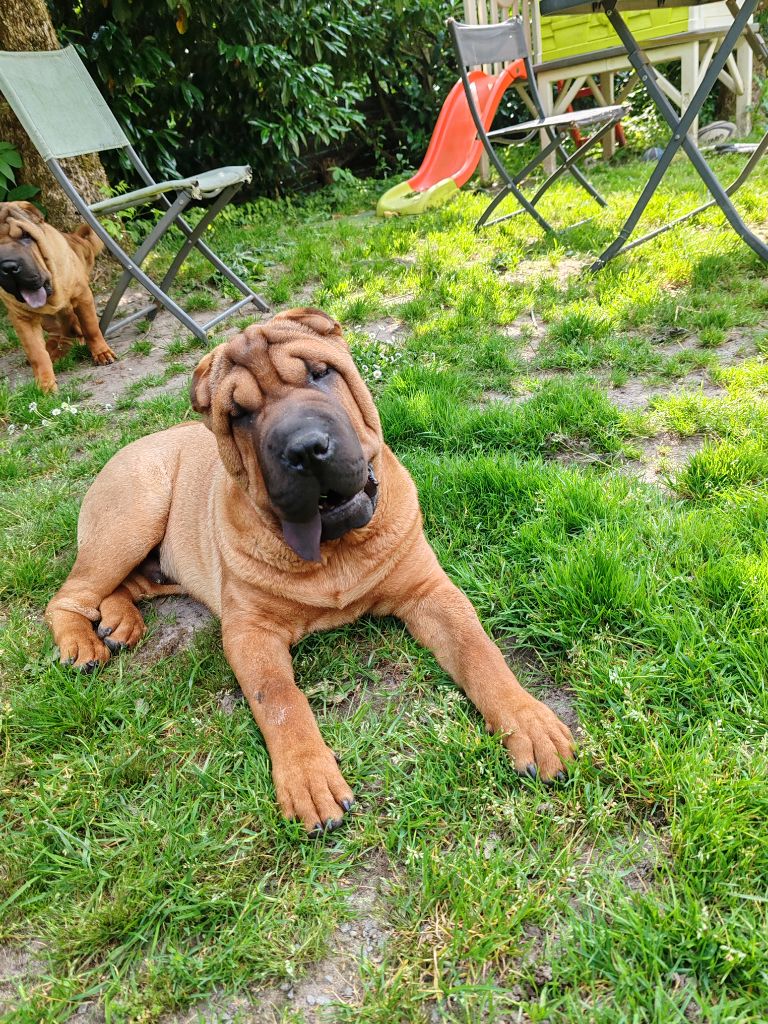 Infinity Love Pei - Chiots disponibles - Shar Pei
