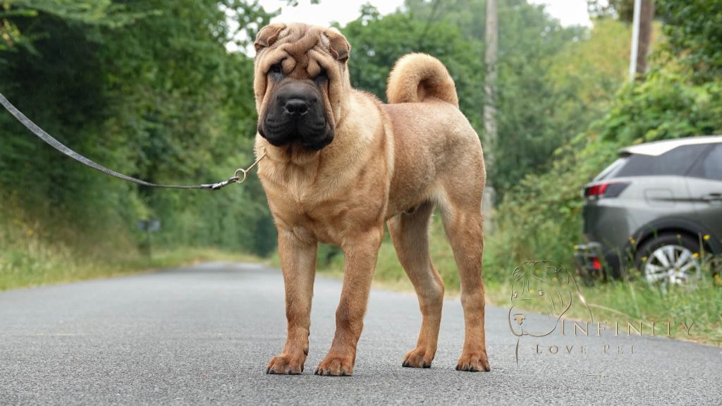 Infinity Love Pei - Chiots disponibles - Shar Pei