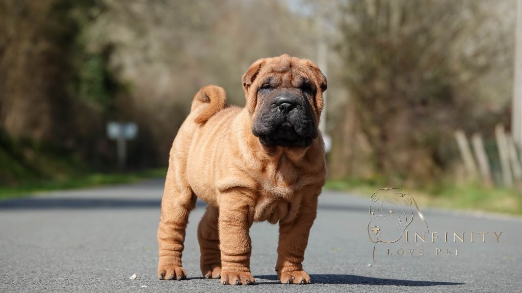 Infinity Love Pei - Chiots disponibles - Shar Pei