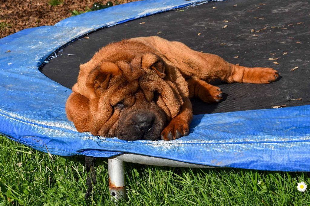 Infinity Love Pei - Shar Pei - Portée née le 21/09/2021