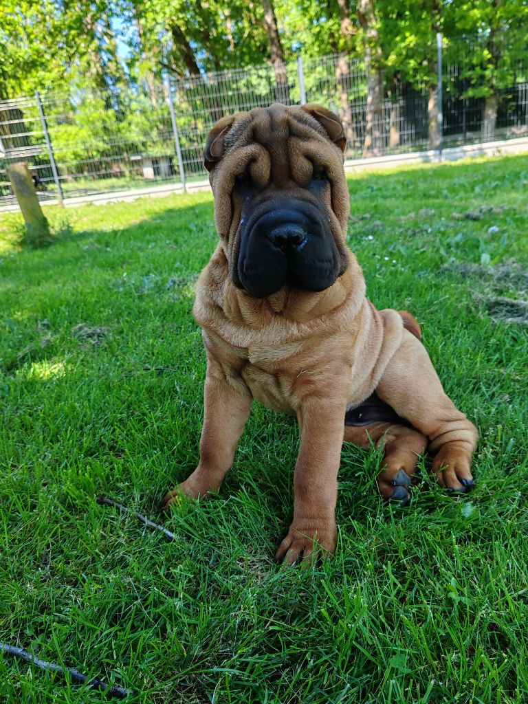 Infinity Love Pei - Chiots disponibles - Shar Pei
